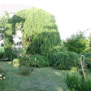 https://apartments-ribic.in-istria.net